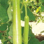 HY.BOTTLE GOURD REMIK MUKTA – 50GM