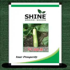 Bottle Gourd Julie F1 50 GM ( PACK OF 2 )