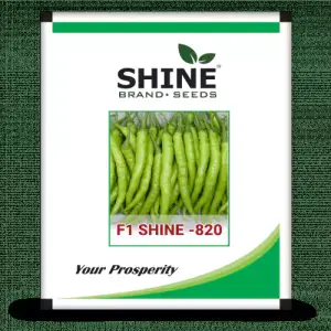 Chilli – Shine 820 F1 Hybrid (Shine Brand Seeds) 10 GM