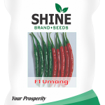 Chilli Umang Hybrid F1 – Shine Brand Seeds, Mirchi 10GM