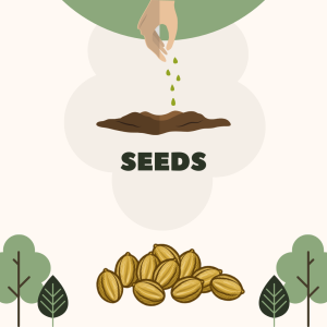 icon Seeds